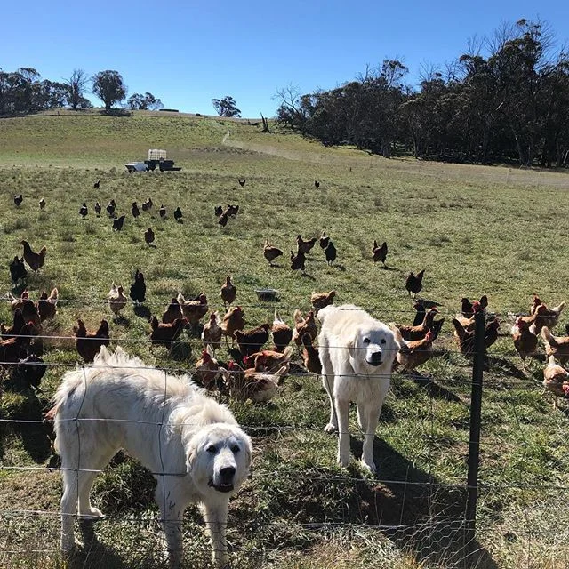 Guardians on duty